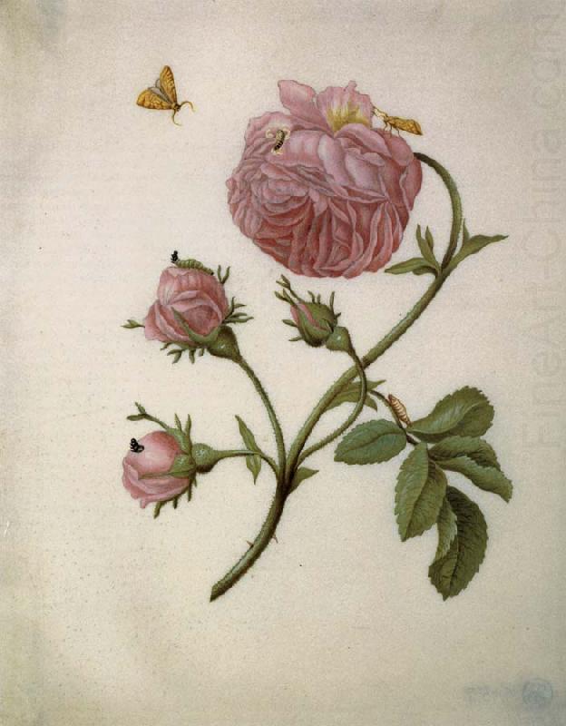 Bush Rose with Leafminer Moth,Larva,and Pupa, Maria Sibylla Merian